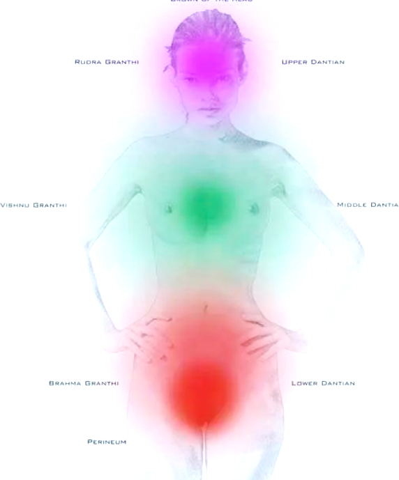 KUNDALINI & THE VAGUS NERVE
